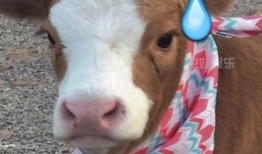 娱乐吃瓜酱熊猫,娱乐吃瓜酱熊猫的趣味生活揭秘